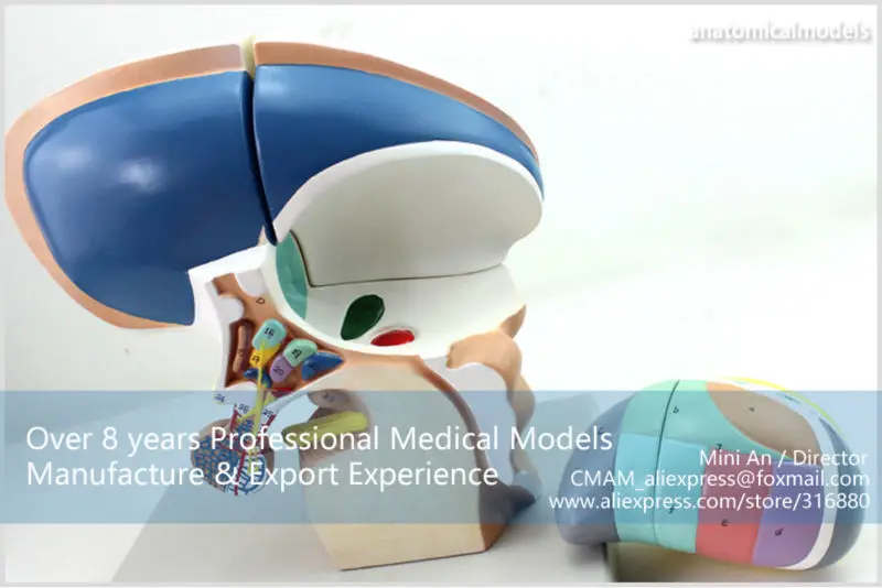 BRAIN13 CMAM MODEL Brain Diencephalon Thalamus Medical Model 5