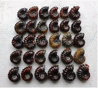 Cheap 30pcs/1300g High Quality Rare Natural Polished Douvilleiceras Ammonite Fossil Cheap 30pcs/1300g High Quality Rare Natural Polished Douvilleiceras Ammonite Fossil