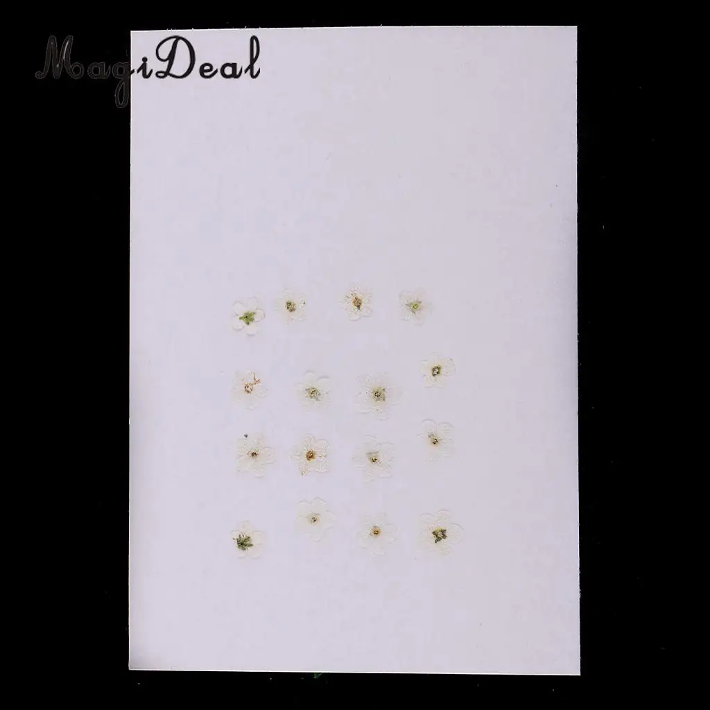 12 Pieces Forget-Me-Not Real Dried Flower Embellishment for Resin Casting Phone Case Nail Art Decoration Blue White