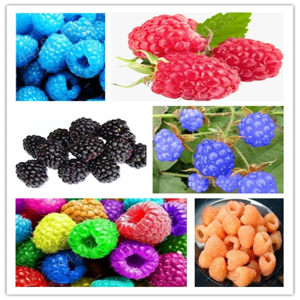 

200 Pcs Red Raspberry Bonsai Super Big Raspberry Fruit For Flower Pots Planters Home Garden Bonsai Plants Juicy And Delicious