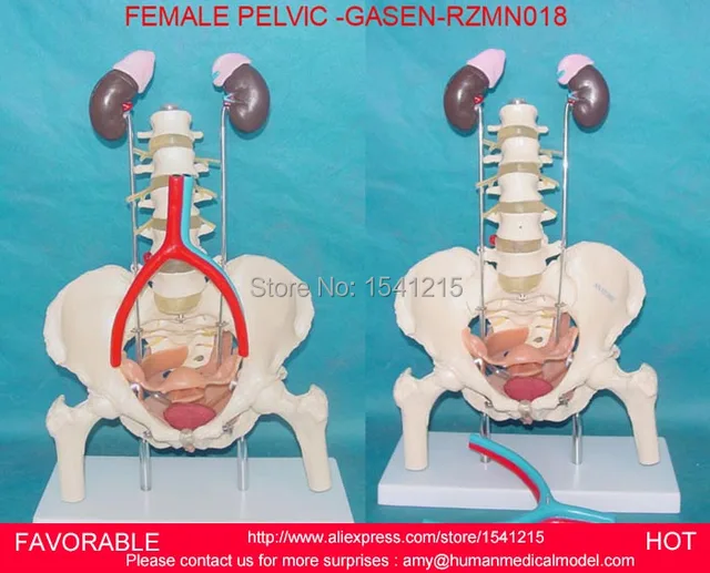 aliexpress com comprar modelo de la anatomÍa del sistema