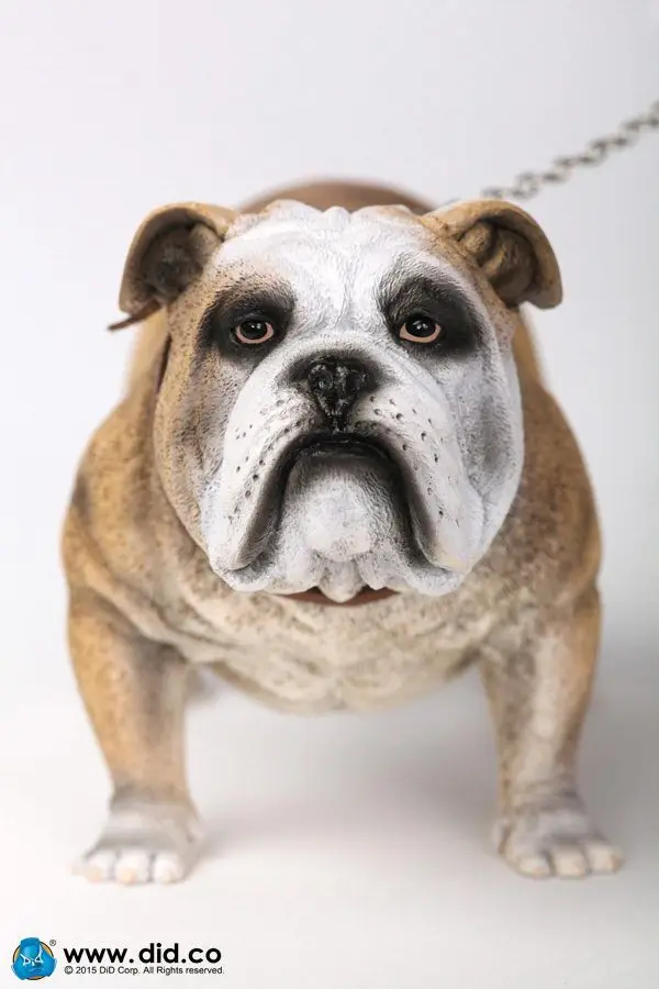 DID Toys AS002A 1/6 British Bulldog for Action Figure DIY