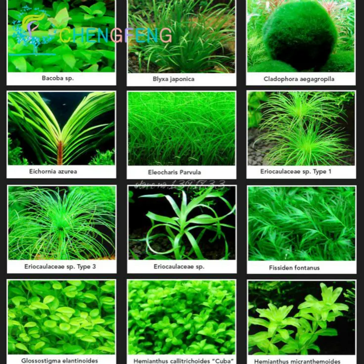 200 Pcs A Bag Aquarium Gr Bonsai Water Gres Random Aquatic 200 Pcs A Bag Aquarium Gr Bonsai Water Gres Random Aquatic Plants Tank Indoor Beautifying Plant Diy Home In From Garden On