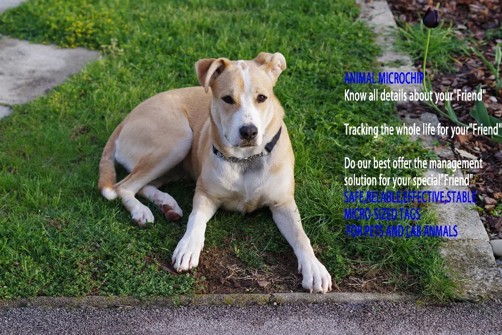 mix-bread-dog-1633928