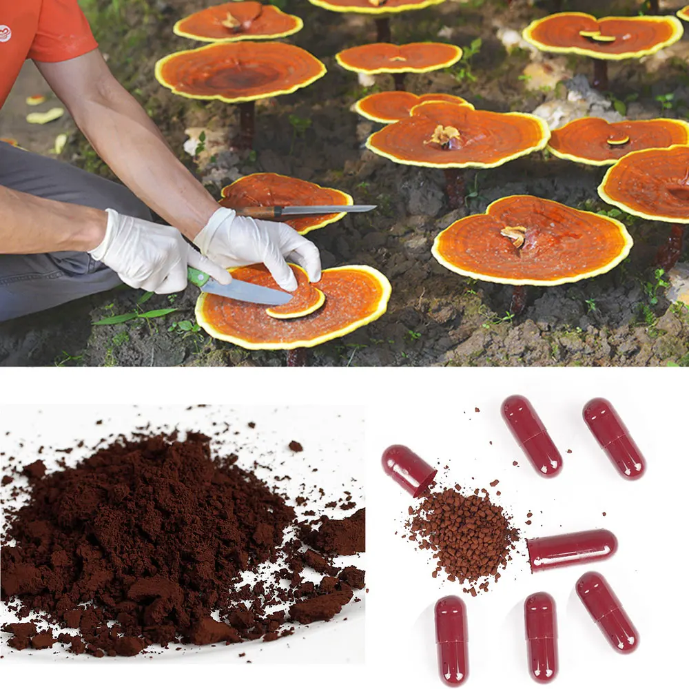 Ganoderma Lucidum Spore порошок капсулы повышение энергетического восприимчивость lingzi гриб Здоровая пища для иммунной системы