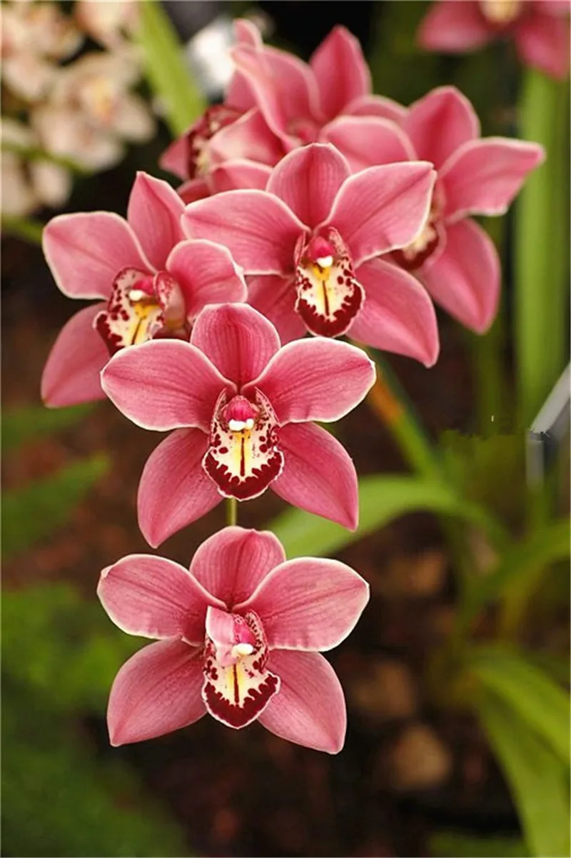 300 Pcs Rare Climbing Cymbidium Orchid Bonsai Mixed Butterfly