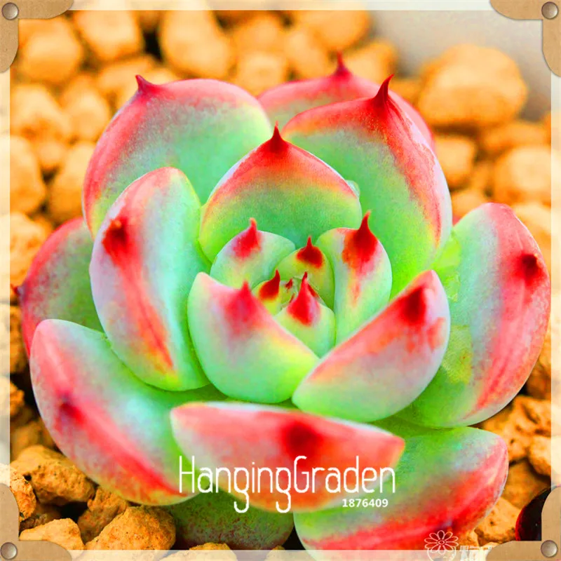 Лидер продаж! 100 шт./пакет 99 вида на выбор суккуленты украшения сада литопс flores лжеобрубленный бонсай для офиса растения,# W2VMHD - Цвет: 7