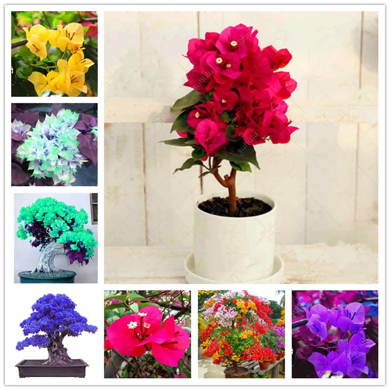 

Bonsai 100 Pcs Rare Rose Pink Bougainvillea Spectabilis Perennial Bonsai Plant Flower Plantas, Natural Growth for Home Garden