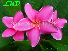 7-15inch Rooted Plumeria Plant Thailand Rare Real Frangipani Plants no319-sexypink1-1