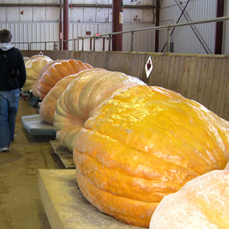 20pcs Giant Pumpkin Plants Super Large Gourd Vegetable Home Garden