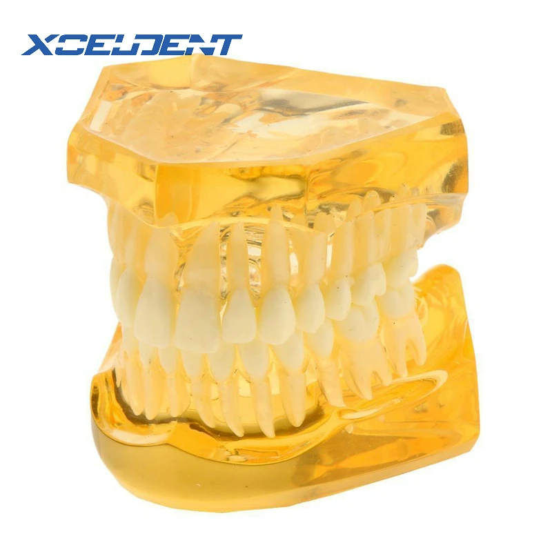 Зубные стандартные мягкие резинки со съемные зубы обучающая модель без шарнира-все зубы могут быть съемными новые 7006