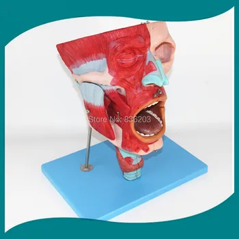 

Human skeleton anatomical model brain Nasal,Oral,Pharynx and Larynx Cavity Model vein viewer in trauma anatomia Exploded skull