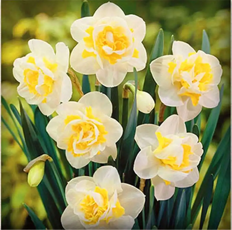 

BONSAI 100pcs/pack Blooming Narcissus Aquatic Plants Indoor Double Petals Daffodil Flower DIY hone garden Potted