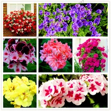 110 шт./пакет герани flores многолетнее Бонсай цветочных растений пеларгония плющелистная растения комнатные герани светодиодные фонари для дома и сада