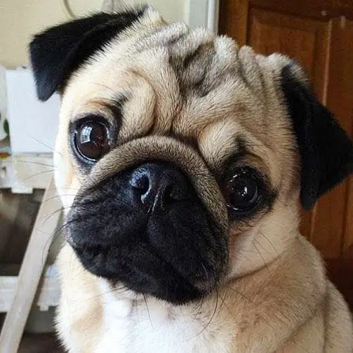 3D DIY Diamond Painting Pug Dog Animals Embroidery Full Square Diamond