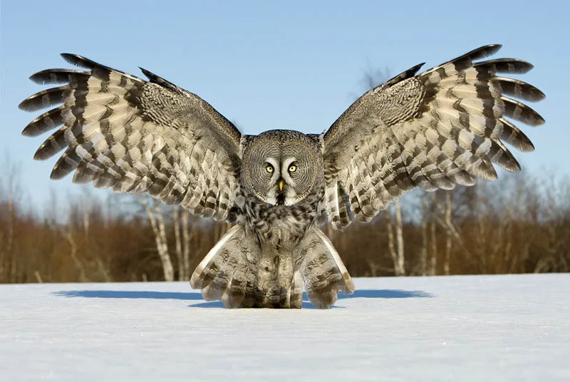 great-grey-owl-wings-spread
