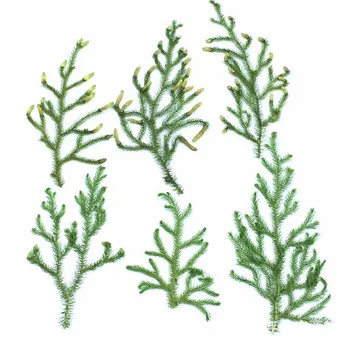 

120pcs Pressed Dried Diaphasiastrum Veit Leaves Plants Herbarium For Jewelry Postcard Phone Case Photo Frame Invitation Card DIY