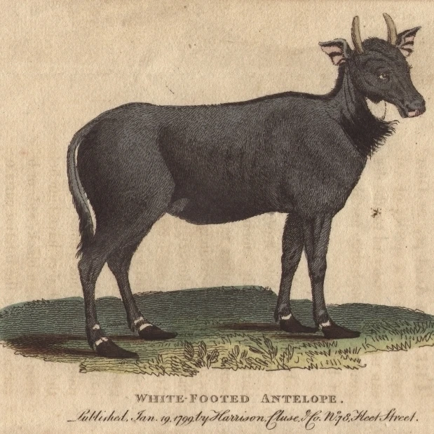 White Footed Antelope  Nylghau Or Nilgai  Boselaphusa Poster Print By <ALIMT >&reg;</ALIMT> Florilegius Mary Evans (24 X 18)