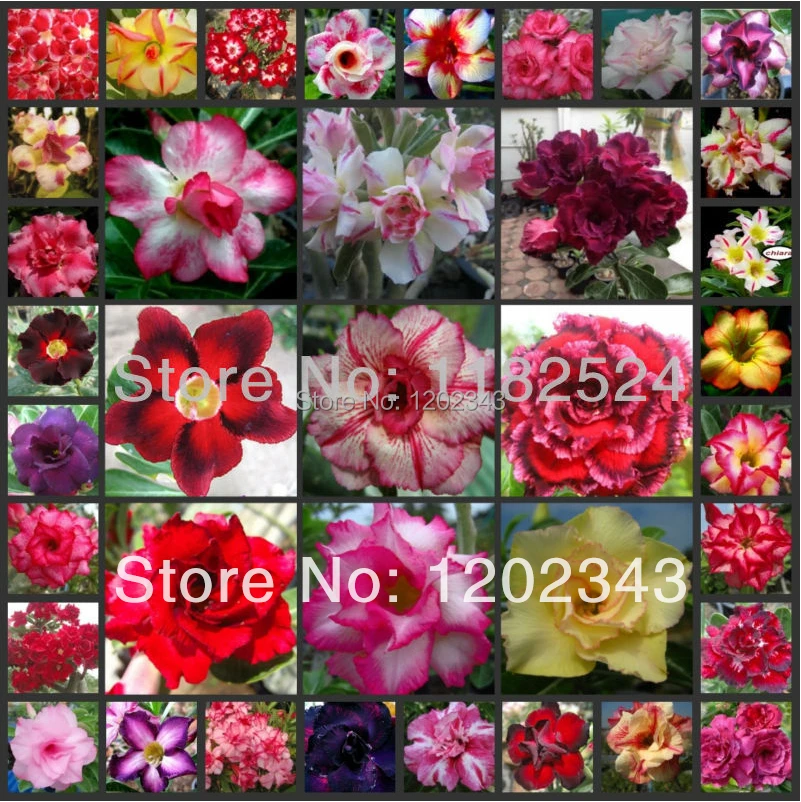 

25 pcs - Multi-Colored Fresh Adenium Obesum - Bonsai Desert Rose Flower Plant * Free Shipping
