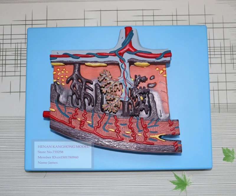 

Placenta Tissue Model,Placenta Amplification Model,Female Placenta Tissue Structure Model