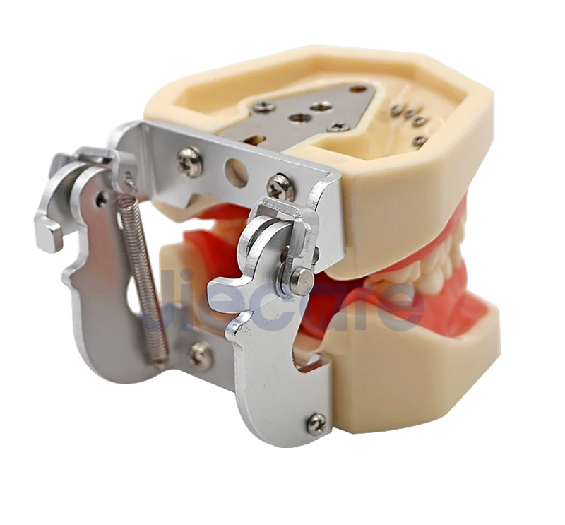 Съемная Стоматологическая модель, Стоматологическая модель с 28 зубными гранулами и винтами, обучающая модель моделирования