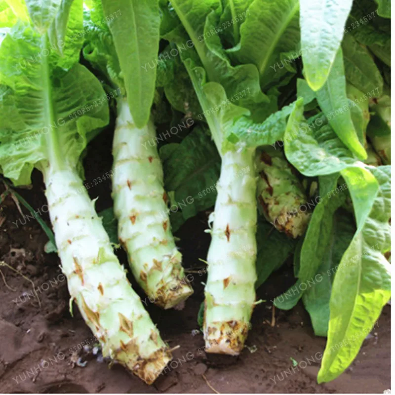 Asparagus Seeds 100Pcs Best Seeds Online Free Shipping Worldwide