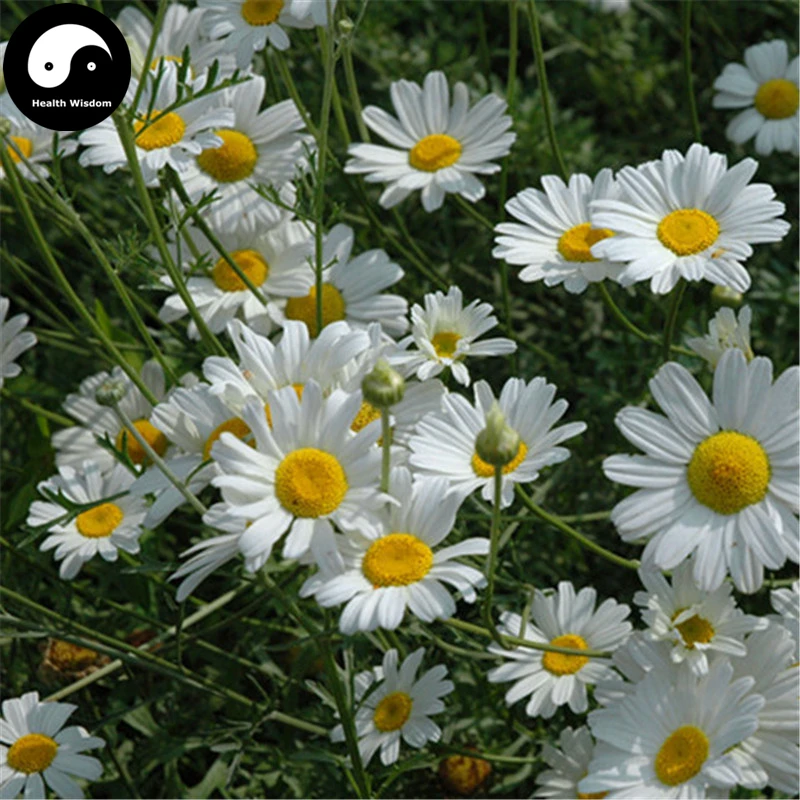 

Buy Pyrethrum Flower Semente 240pcs Plant Insect Repellent Flower Pyrethrum