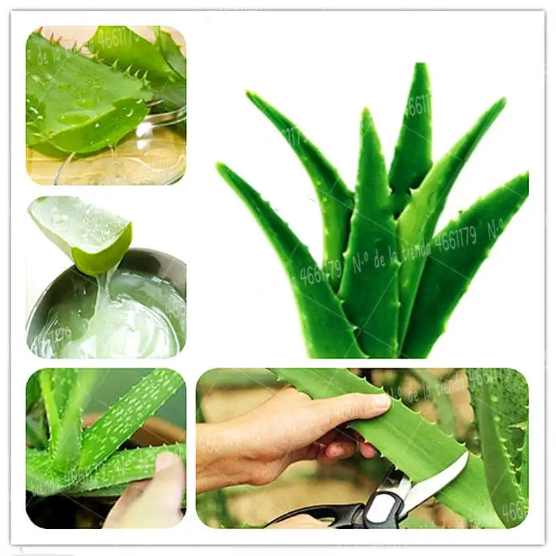 

100Pcs/Bag Aloe vera spray police plant flower decoration succulent juice itching family garden pot planting