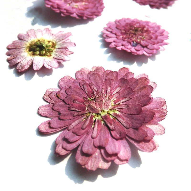 

DIY Handmade Material Chrysanthemum Natural Dried Flowers Accessory Material 1 lot/100pcs wholesale Free shipment