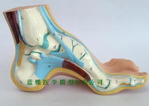 Модель ноги модель человека ноги ладони мышцы Модель арки ноги Анатомия ноги