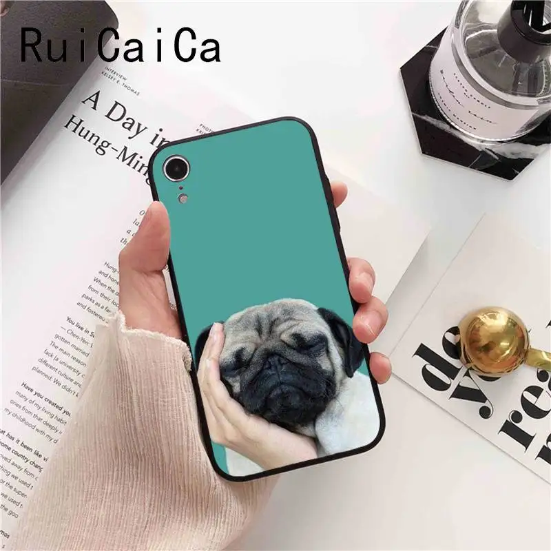 Animal Cute Pug Dog