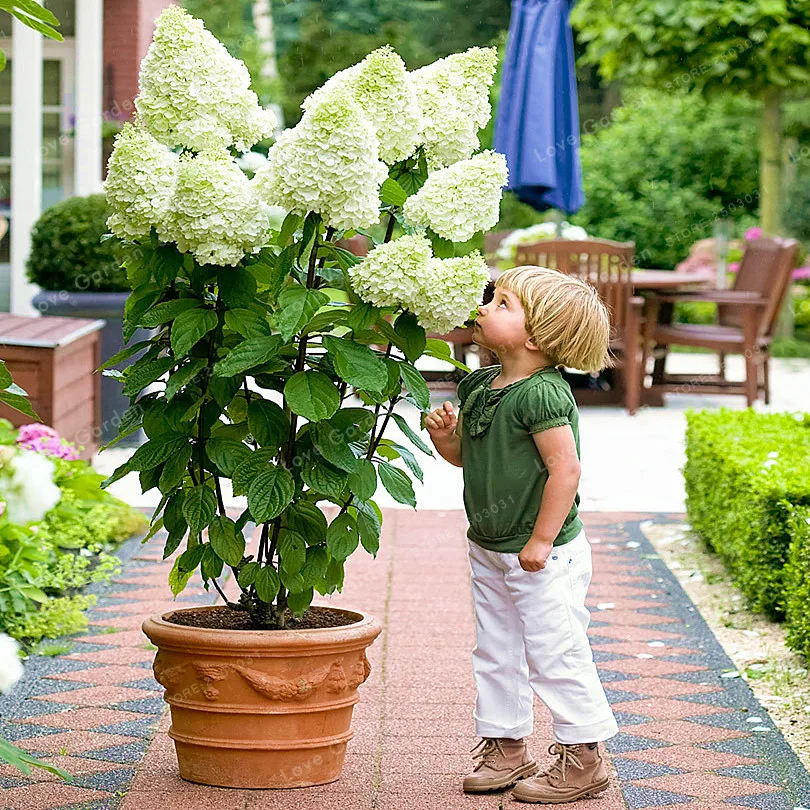 

20 Pcs/Bag Vanilla Strawberry Hydrangea Flower plant For Planting Flower Bonsai Or Tree plant Hydrangea Macrophylla Home Garden