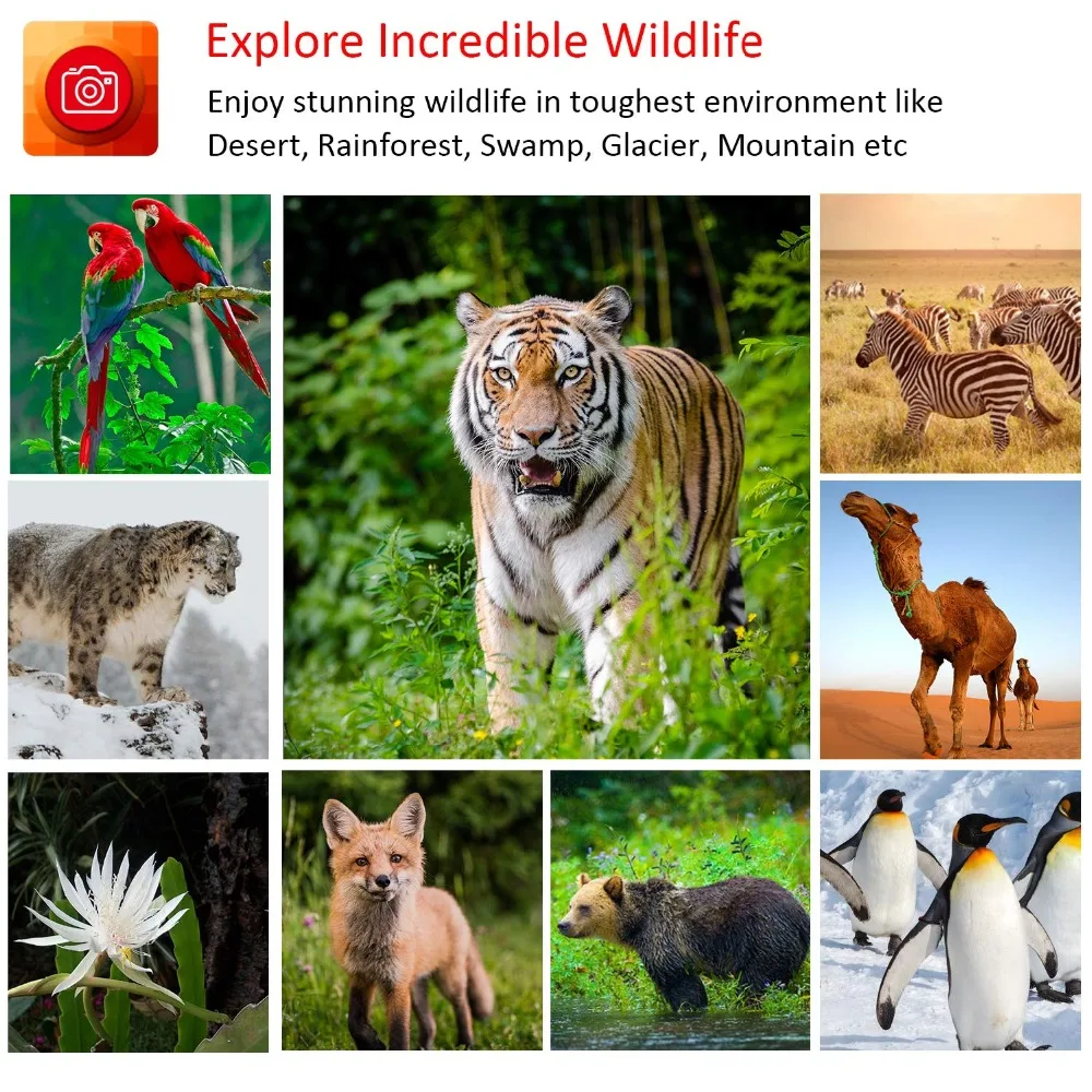 Hunting Camera 16MP Trail Camera Night Vision Photo Traps Camera Chasse Waterproof Wildlife Forest Camera Scouts HC801A (11)