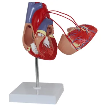 

Anatomical Human 2 Times Life Size skeleton anatomy 4 Part Heart with Bypass Model demonstration spine medical instruments