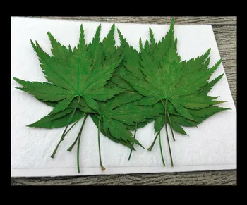 

100pcs Dried Pressed Dyed Green Maple Leaf Flower Plant Herbarium For Jewelry Bookmark Postcard Phone Case Invitation Card DIY