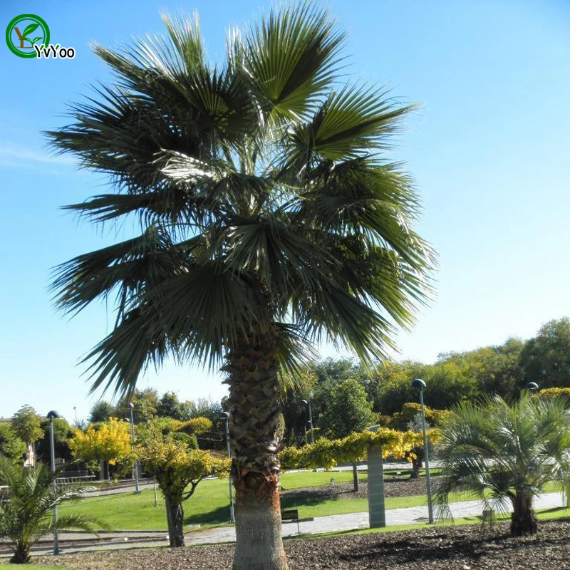 Palmboom zaden Chinese Bonsai Boom Zaden Dit is 100 True Zaad 20 stks