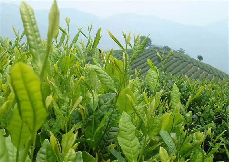  Free Shipping! 250g Taiwan Alishan High Mountain Tea, Peach Flavour Oolong Tea, Frangrant Tieguanyin tea Good Tikuanyin 