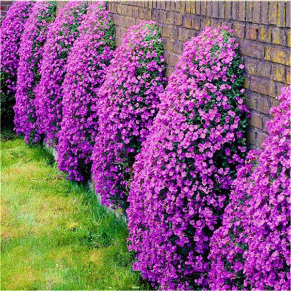100 PCs torba pełzanie tymianek bonsai rzadki kolor skała CRESS roślina wieloletnia Ziemia okładka kwiat naturalny wzrost dla dom ogród tanie i dobre opinie Bardzo proste Wykluczone Roślina podwórku Upiększających Mini średni duży mały Jesień Konserwy roślin Wieloletnich 100 PCs torba pełzanie tymianek bonsai rzadki kolor skała CRESS roślina wieloletnia Ziemia okładka kwiat naturalny wzrost dla dom ogród tanie i dobre opinie Bardzo proste Wykluczone Roślina podwórku Upiększających Mini średni duży mały Jesień Konserwy roślin Wieloletnich