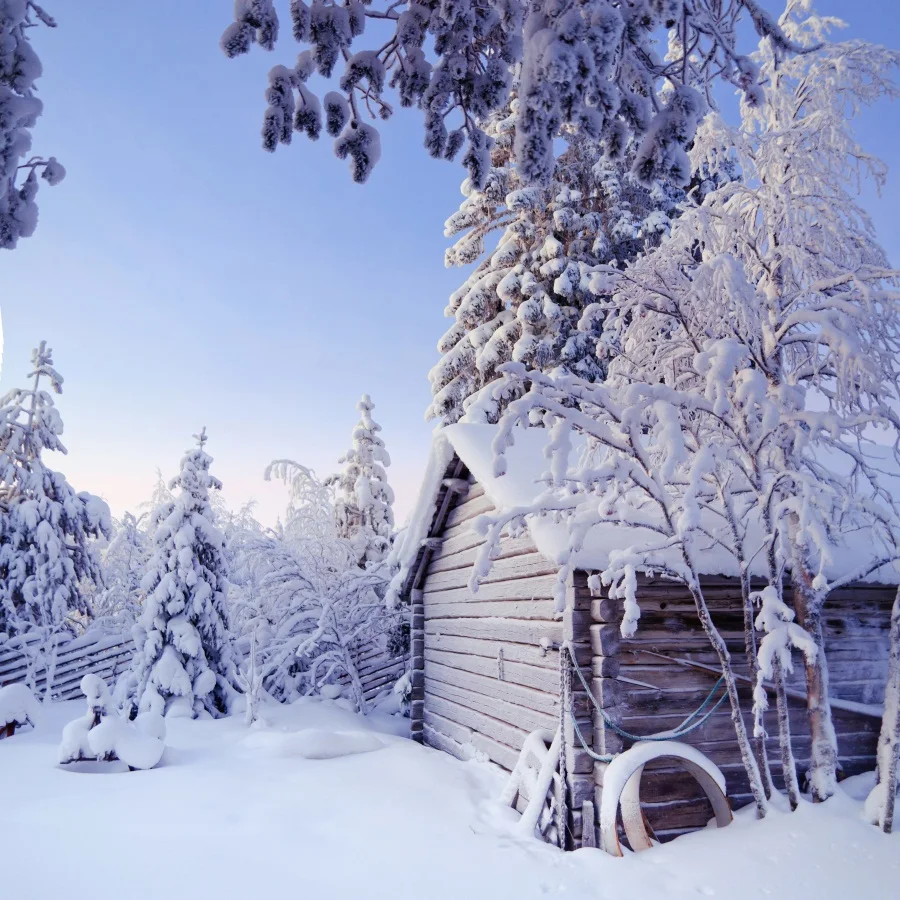 

Laeacco Wood Snow Beautiful Trees Photo Backgrounds Customized Vinyl Digital Photography Backdrops For Photo Studio
