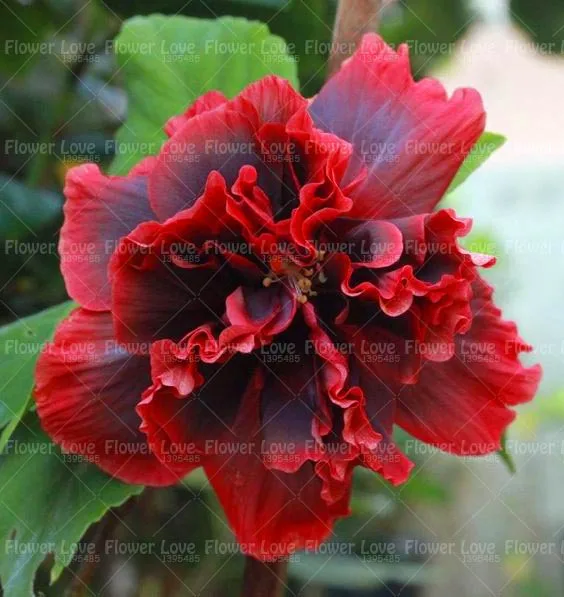 100PCS Giant Double Hibiscus Beautiful Bonsai Flower Perennial Plants Potted Flower For Home Garden Planting