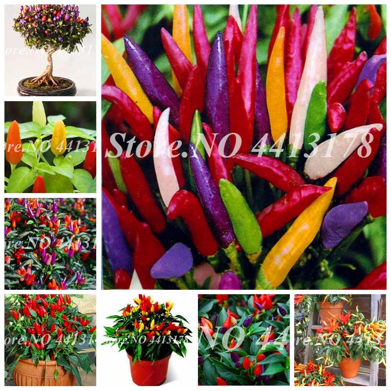 

Hot Sale! 100 Pcs Red Mini Pepper Bonsai Early Maturity Mini Vegetable Bonsai Heart Shape Chili For Mini Garden Flower Plants