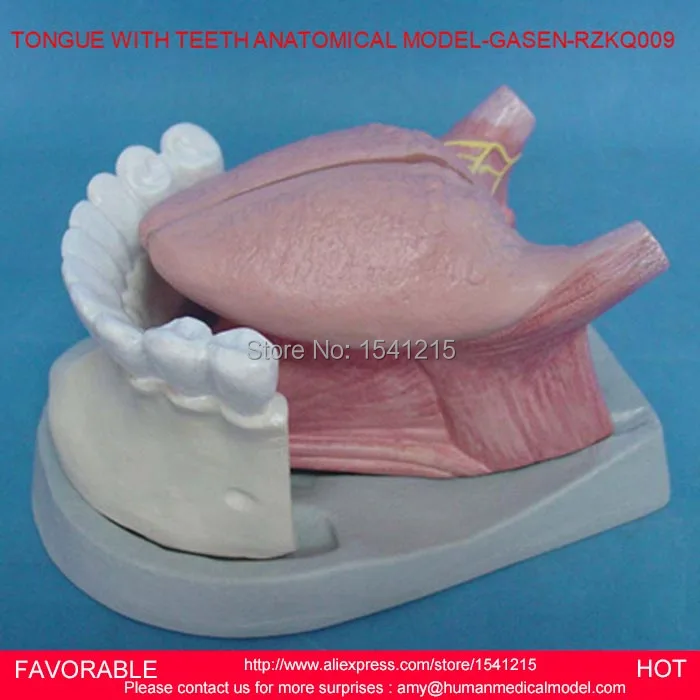 

MAGNIFY DENTAL TEETH MODEL ORAL CARE MODEL,ORAL DENTAL TEACHING MODELTONGUE WITH TEETH ANATOMICAL MODELS -GASEN-RZKQ009