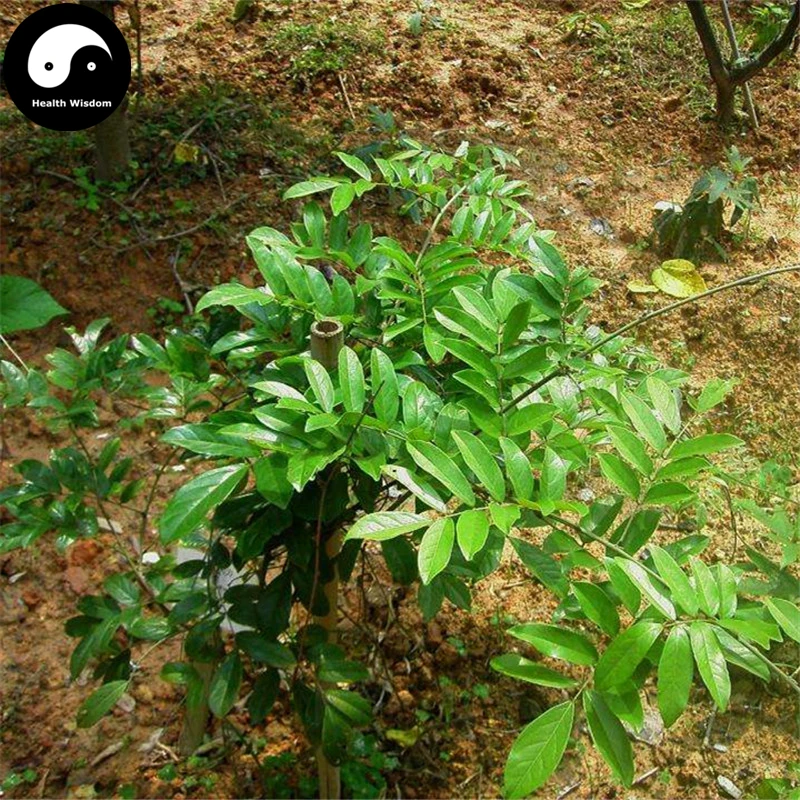 

Buy Millettia Specisoa Semente 60pcs Plant Millettia Specisoa Champ For Niu Da Li