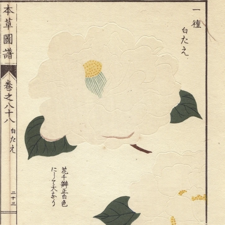 White Japanese Camellia  Shirotahe  Thea Japonicaa Poster Print By <ALIMT >&reg;</ALIMT> Florilegius Mary Evans (18 X 24)