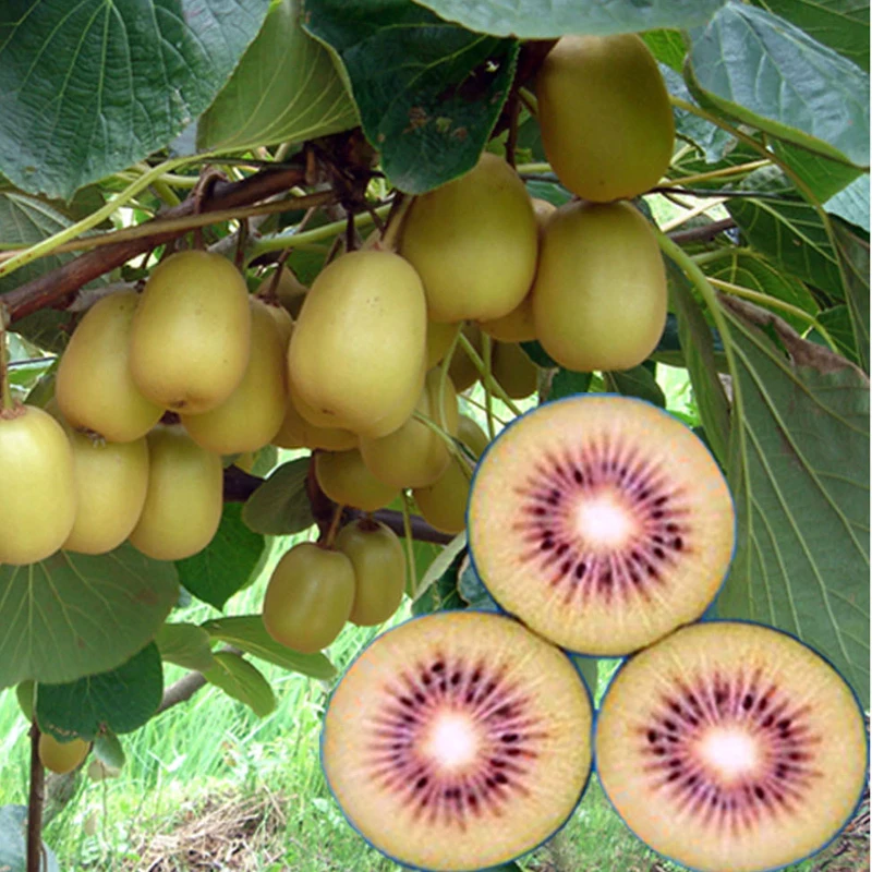100 PCS Red Kiwi Fruit Seeds Garden And Bonsai Garden Green Organic Fruits And Vegetables Kiwi