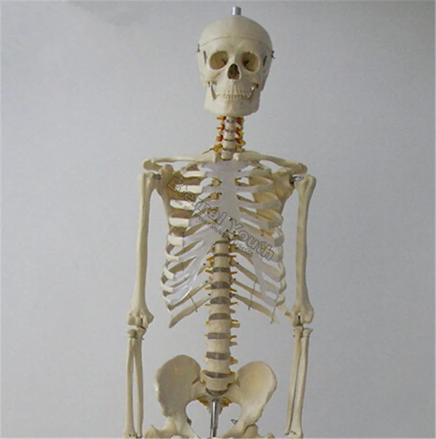 170cm human skeleton life size anatomical model medical anatomy full skeleton life size
