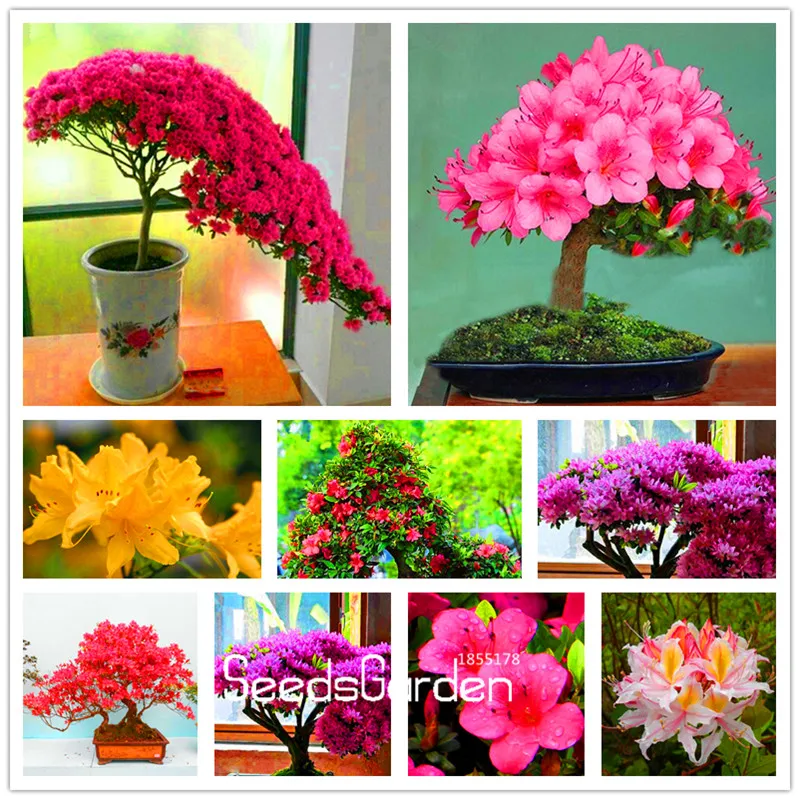 Us 0 25 70 Off Loss Promotion 100 Pcs A Bag Azalea Flowers Plants Flower Garden Indoor Bonsai Plant In From Home On Aliexpress