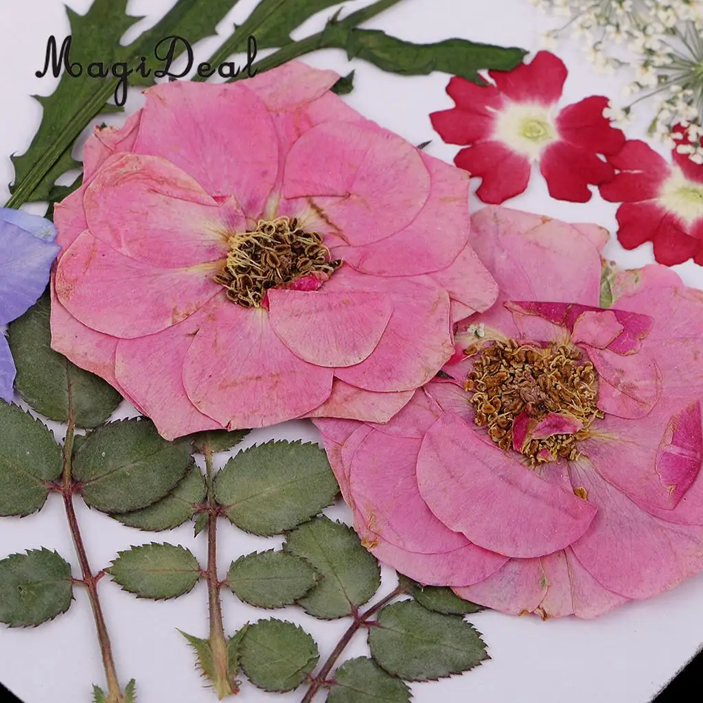 Multiple Real Pressed Leaves Natural Dried Flowers for Arts Crafts Scrapbooking Card Making Resin Jewelry Making Mold Filler