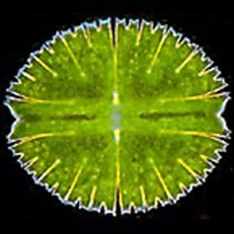 cal55-microscope