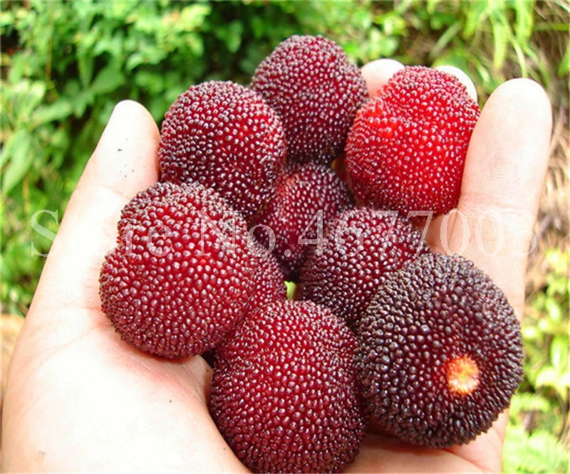 10 Pcs Rare Black Myrica Rubra Bonsai Red Bayberry Bonsai Perennial Arbutus Taste Sweet Fruit Tree Bonsai for Flower Pot Planter